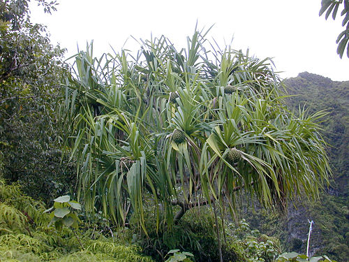 pandanus tectorius